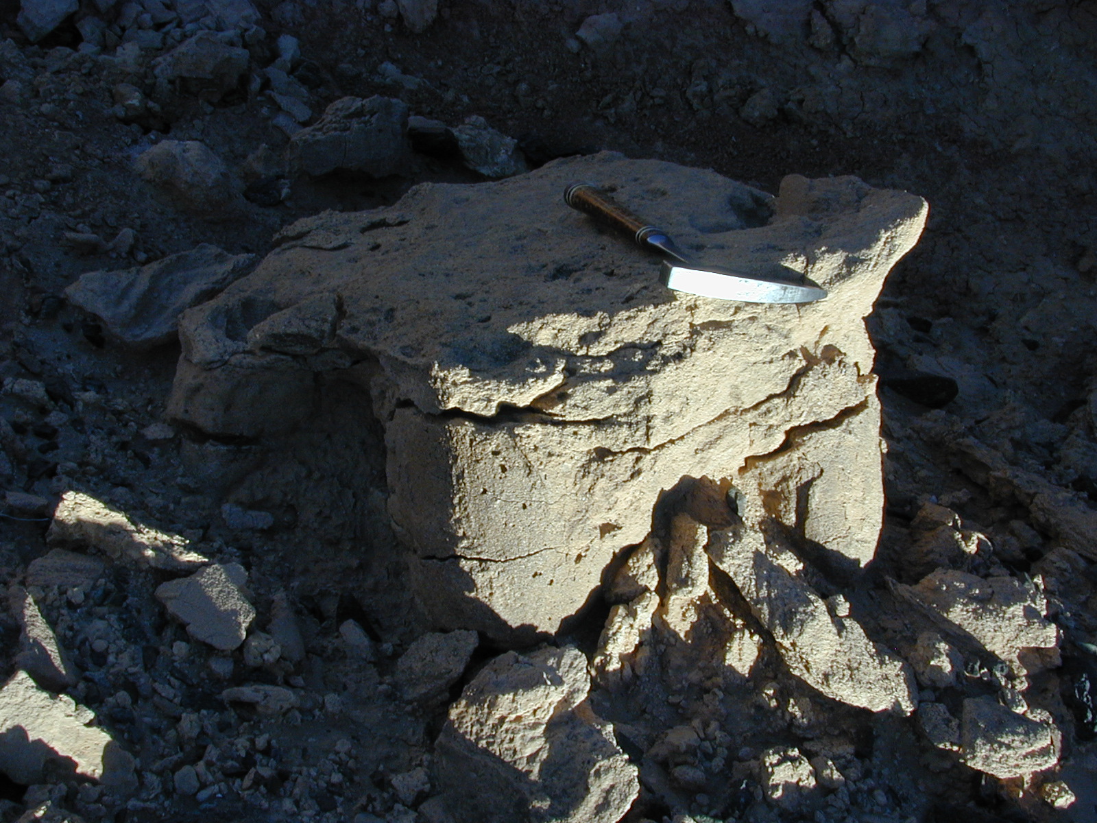 Přirozený odlitek otisku stopy zadní končetiny neznámého sauropodního dinosaura. Vzhledem ke skutečnosti, že se jedná o sedimenty geologického souvrství Nemegt, je poměrně pravděpodobným původcem právě saltasaurid druhu Opisthocoelicaudia skarzynskii