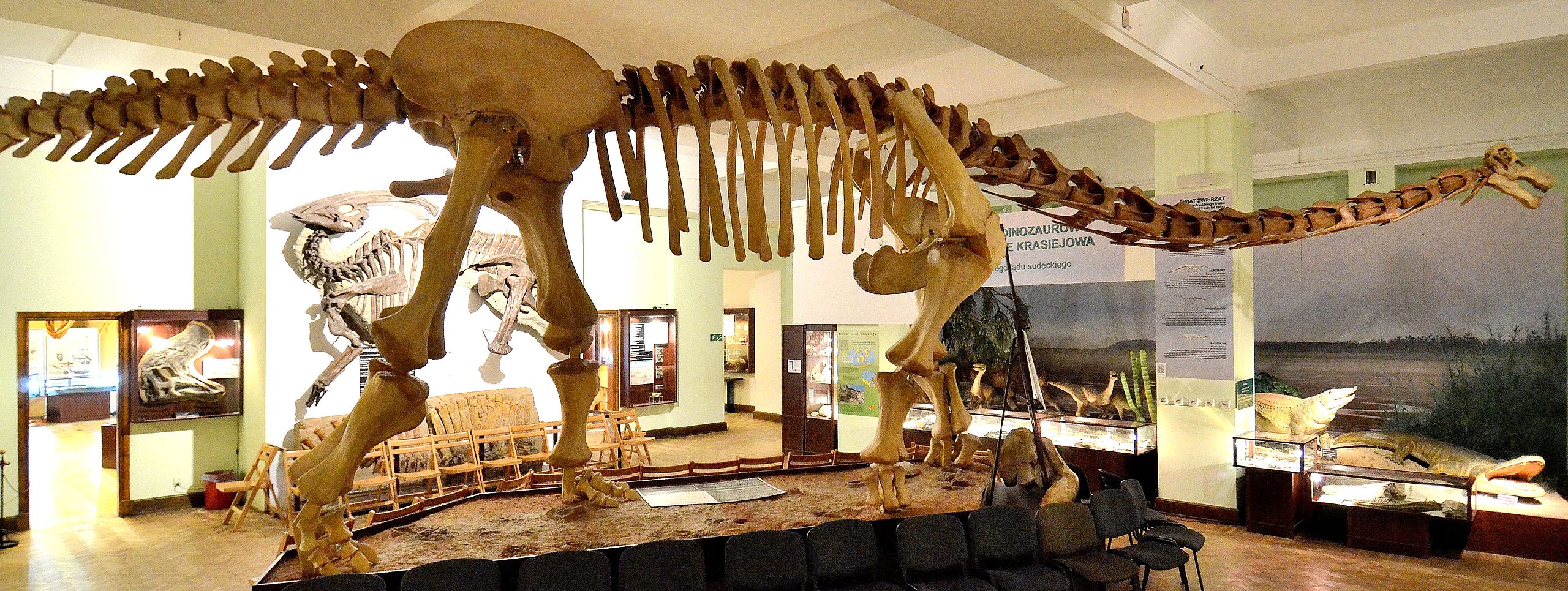 Rekonstrukce kostry opistocélikaudie v expozici Muzea evoluce při Polské akademii věd ve Varšavě. Podoba krční části kostry a lebky je pouze hypotetická a rekonstrukce vychází plně z odlitku lebky rodu Nemegtosaurus (který může být se skutečnosti kon