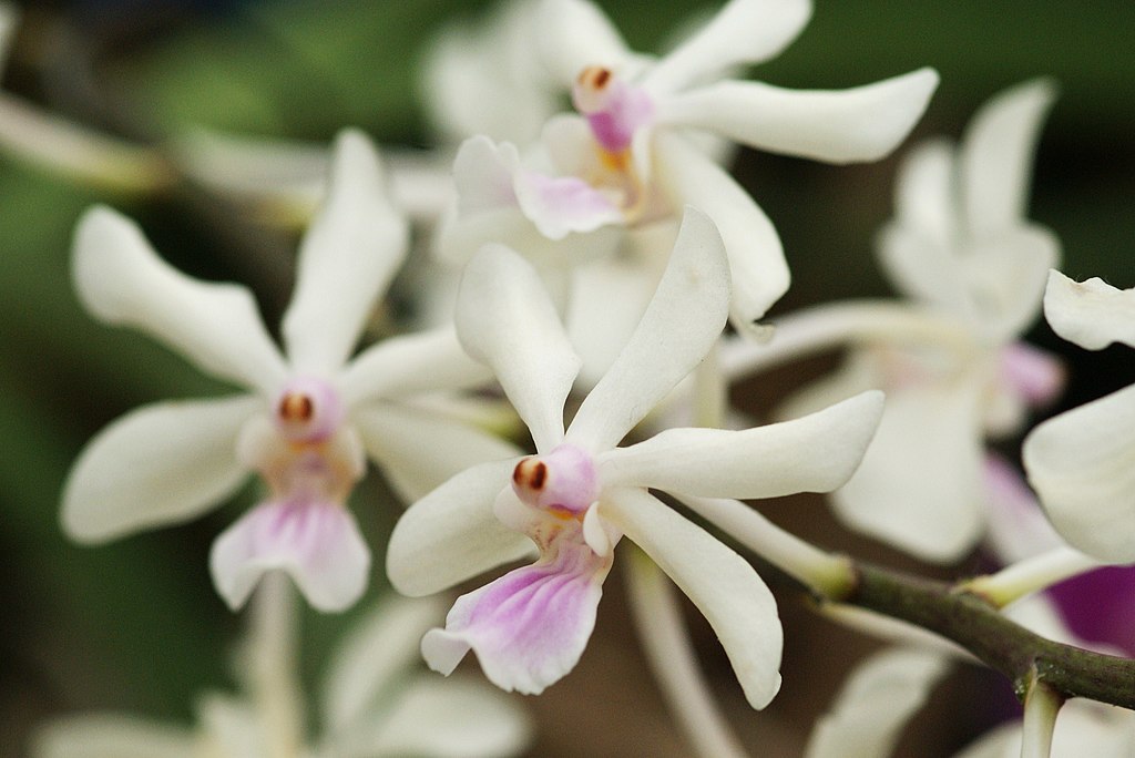 Stromová orchidej Holcoglossum amesianum z čínská provincie Yunnan. Má zajímavý mechanismus samooplození, který brání přenosu pylu i mezi sousedními květy stejné rostliny. Jak si jedinci této výhradně samosprašné rostliny udrží stejné charakteristick