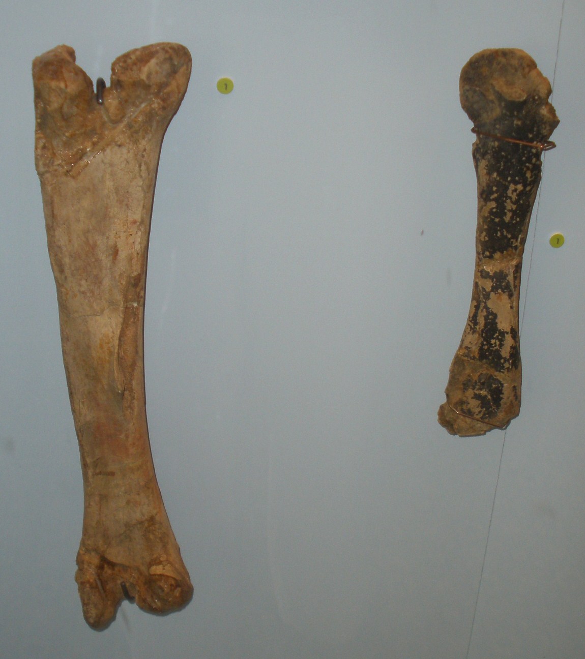 Fosilní kosti končetin druhu Orthomerus dolloi, pozdně křídového hadrosauroida, žijícího v době před 70 až 66 miliony let na území dnešního Nizozemska. Ukrajinský dinosaurus byl Rjabininem přiřazen právě k tomu rodu, dnes už je ale jisté, že se ve sk