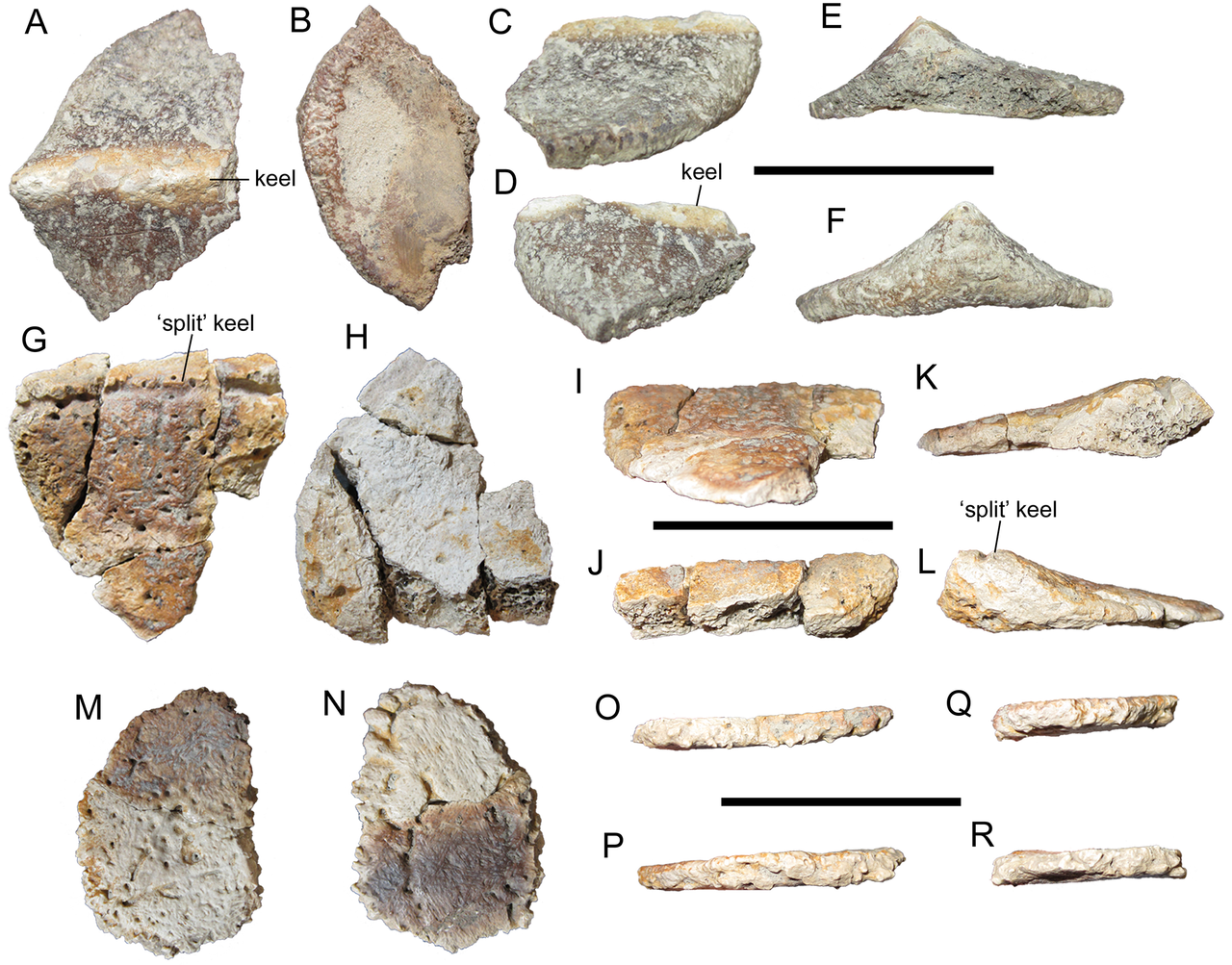 Osteodermy (zkostnatělé kožní destičky) představující pancíř nodosaurida druhu Invictarx zephyri. Právě pro tyto obrněné dinosaury představoval největší nebezpečí tyranosaurid Dynamoterror dynastes, žijící ve stejných ekosystémech. Kredit: Andrew T. 