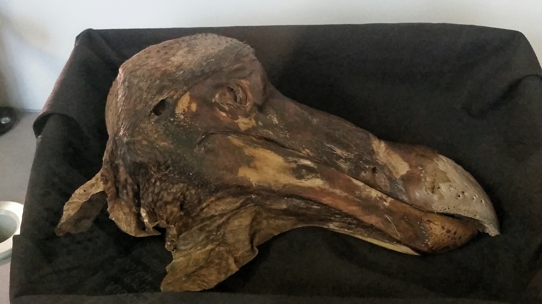 Pravá polovina lebky oxfordského vzorku. Kredit: gnomonic. Museum of natural History, Oxford, CC BY 2.0