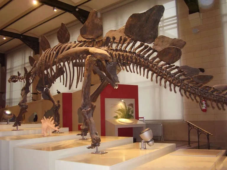 Ačkoliv stegosauři obvykle nepatřili mezi největší živočichy svých ekosystémů, při pohledu zblízka jsou jejich kostry i tak velmi impozantní. Největší exempláře tohoto pozdně jurského ptakopánvého dinosaura dosahovaly délky nákladního vozu a mohly vá