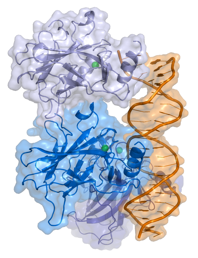 Pokud je gen nepoškozený, je i jeho rodukt - protein „p53“ funkční a navazuje se na vlákno  DNA. Na něm vyhledává poškozená místa a pokud takové objeví, buňce zastaví  dělení. Kredit: Thomas Splettstoesse, Wikipedia, CC BY-SA 3.0.