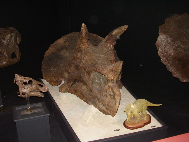 Triceratops byl jedním z dinosaurů, kteří se dožili až hořkého konce křídové periody v době před asi 66,04 milionu let. Když o 650 tisíc let později dopadala do oblasti dnešní východní Evropy další planetka, která vytvořila menší kráter Boltyš, po tě