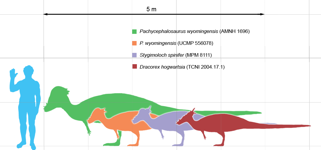 Siluety tĹ™Ă­ druhĹŻ pachycefalosauridĹŻ, kterĂ© jsou ale podle studie Hornera a Goodwina (2009) ve skuteÄŤnosti moĹľnĂˇ jen rĹŻstovĂ˝mi stadii jedinĂ©ho druhu, P. wyomingensis. Kredit: Matthew Martyniuk, Wikipedie