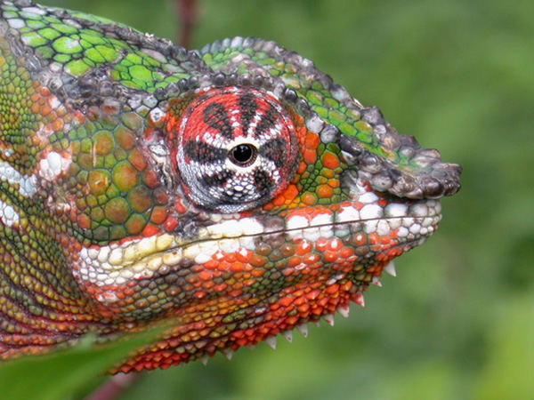 Pohánějí rozpínání vesmíru chameleoni? Kredit: Tom Junek / Wikimedia Commons.