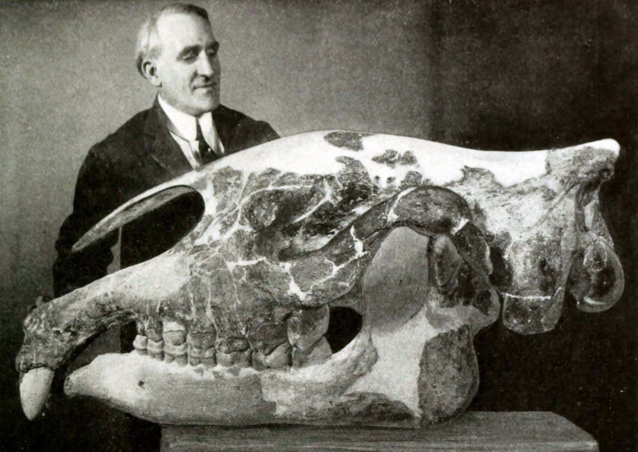 Preparátor Otto Falkenbach s ohromnou 1,3 metru dlouhou lebkou druhu Paraceraterium transouralicum. Exponát Amerického přírodovědeckého muzea v New Yorku (AMNH 18650) byl původně označen jako Baluchitherium grangeri. Fotografie byla vytvořena roku 19
