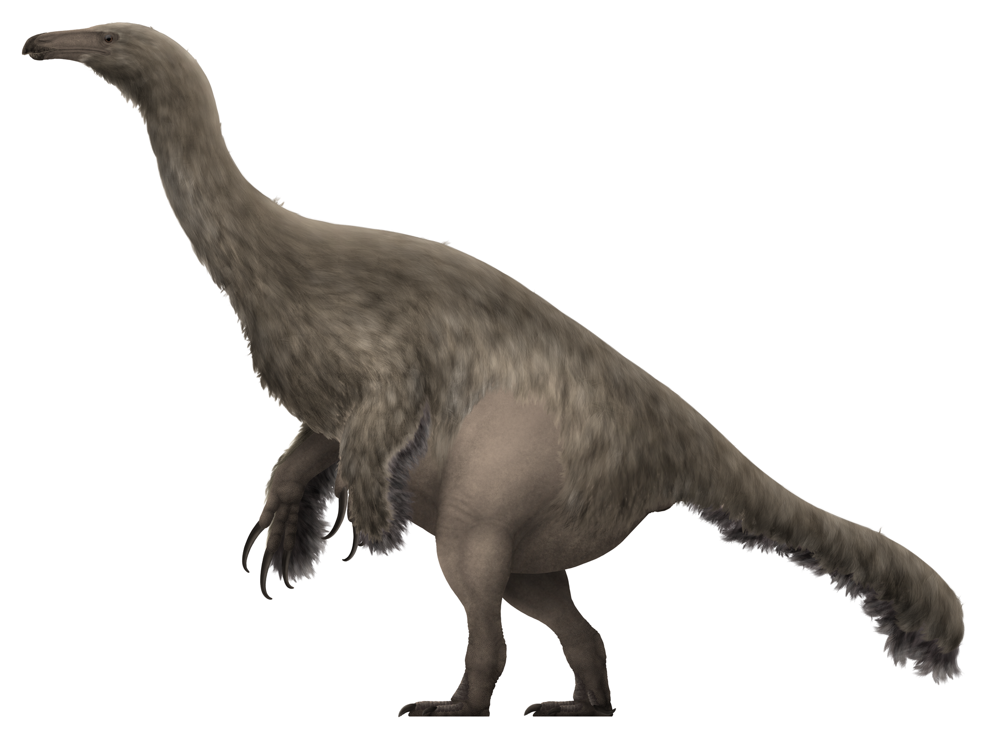 Dalším přírůstkem do skupiny zatím jedenácti známých japonských neptačích dinosaurů je také Paralitherizinosaurus japonicus. Tento relativně malý příbuzný rodů Therizinosaurus a Suzhousaurus žil v období pozdní křídy (věk kampán) a jeho fosilní pozůs