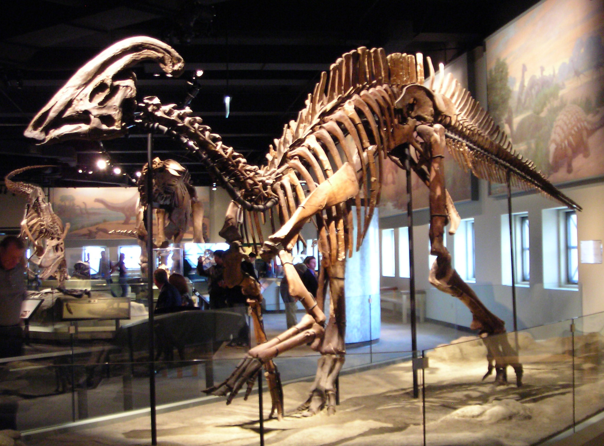Kostra druhu Parasaurolophus cyrtocristatus v expozici Field Museum of Natural History v Chicagu. Tento druh byl popsán v roce 1961 americkým paleontologem Johnem H. Ostromem (1928 – 2005). Kredit: Lisa Andres, Wikipedie (CC BY 2.0)