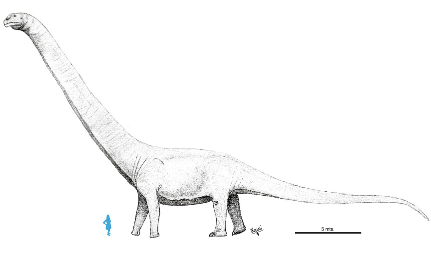 Přibližné srovnání velikosti nově popsaného sauropodího giganta s lidskou postavou (anatomicky nicméně nemusí odpovídat skutečnosti). Který z trojice největších známých sauropodů byl tím skutečně největším známým druhem, to nelze v současnosti rozsou