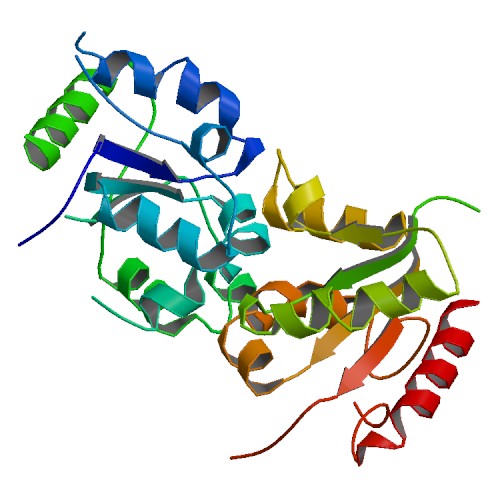 Produkt genu TLR10 - Toll-like receptor 10. AĹĄ uĹľ budeme genu Ĺ™Ă­kat primitivnĂ­ po neandertĂˇlcĂ­ch, nebo gen k vyĹˇĹˇĂ­ odolnosti proti infekcĂ­m, pĹ™Ă­padnÄ› gen zvĂ˝ĹˇenĂ© nĂˇchylnosti k astmatu, vĹľdy pĹŻjde o ten samĂ˝ TLR gen a jeho protein