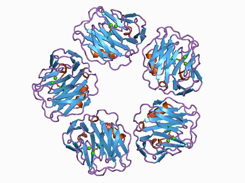 Molekula C - reaktívneho proteínu