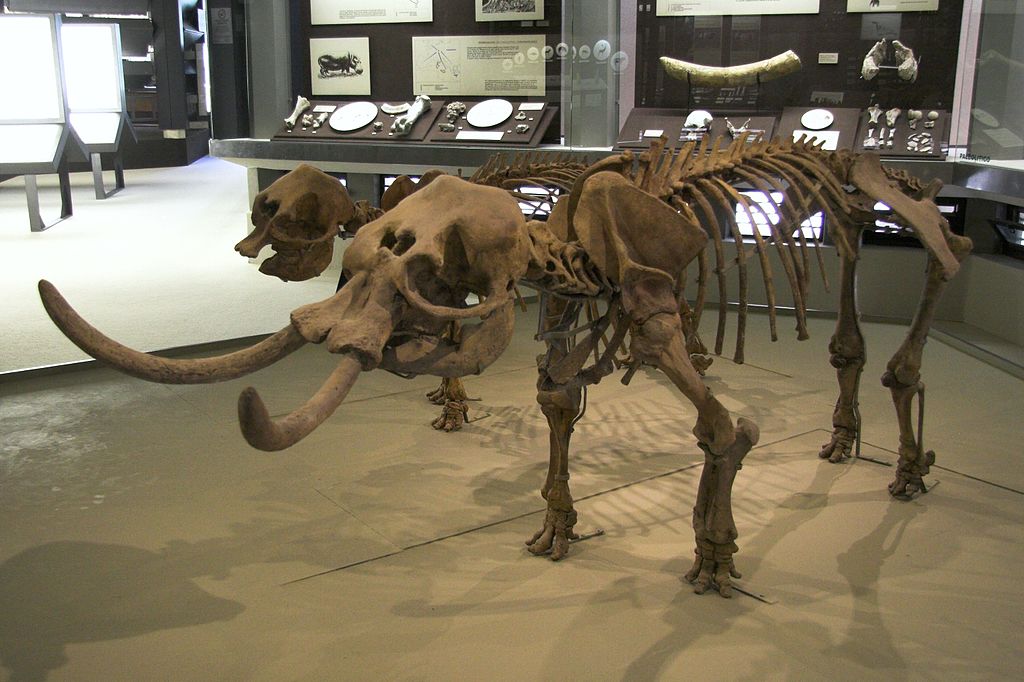 Párek sicilských slonů, kostry Elephas Falconeri (Palaeoloxodon). Místo nálezu: Grotta Spinagallo, Syrakúsy. Archeologické muzeum v Syrakúsách. Kredit: Zde, Wikimedia Commons. Licence CC 4.0.