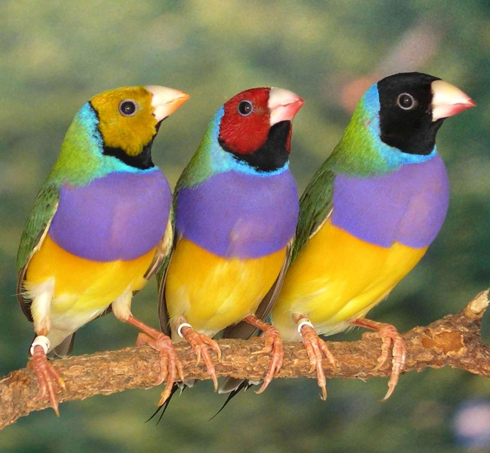 Vzorování hlav Amady Gouldové (Erythrura gouldiae) genetikům motá hlavy už hezky dlouho. Foto: Sarah Pryke, University of New South Wales).