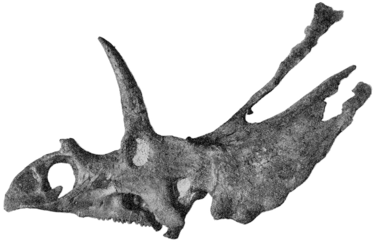 Lebka holotypu druhu Pentaceratops sternbergi. Tento chasmosaurinní ceratopsid měl kranium dlouhé až 2,3 metru, což mu stačí k pomyslné páté příčce našeho žebříčku. Není ale vyloučeno, že v budoucnu budou objeveny ještě větší fosilní exempláře. Kredi