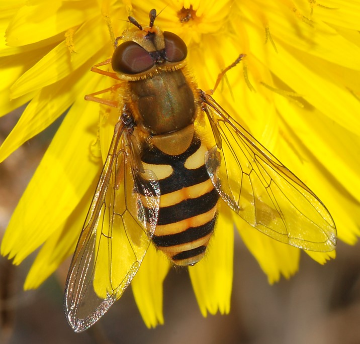 Samička pestřenky rybízové (Syrphus ribesii) Zdroj: Wikipedia, Alvesgaspar  (foto upraveno/výřez).