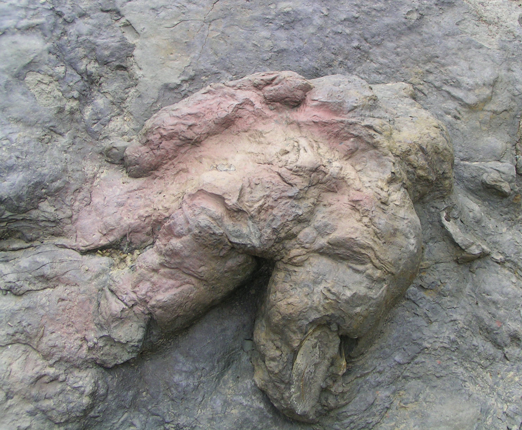 Fosilie ichnotaxonu Tyrannosauripus pillmorei, pravděpodobně stopy vytvořené před 66 miliony let dospělým jedincem tyranosaura. Formálně popsána byla roku 1994 a nové exempláře patrně stejného ichnotaxonu byly představeny právě v aktuálně publikované