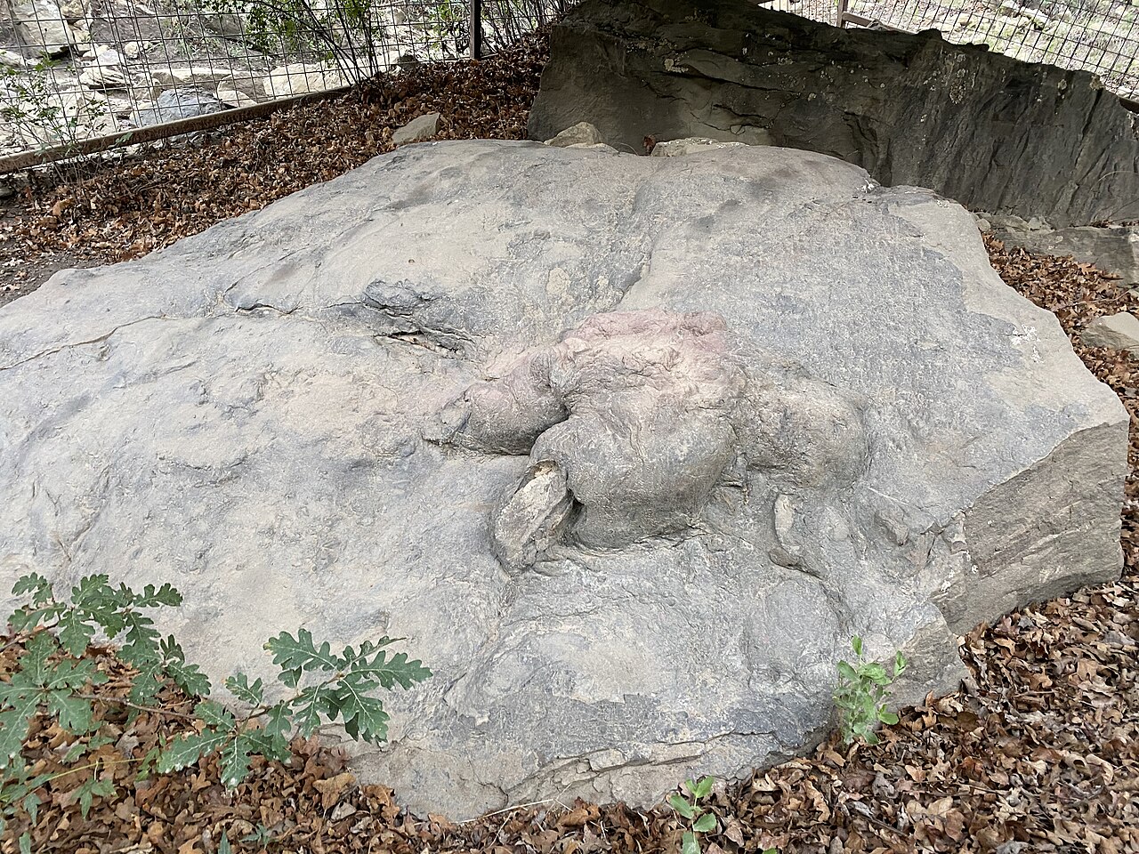 Fosilní stopa dospělého exempláře druhu Tyrannosaurus rex, objevená roku 1983 v lokalitě Philmont Scout Ranch v Novém Mexiku a formálně popsaná o jedenáct let později. Nese vědecké jméno Tyrannosauripus pillmorei, na délku měří 86 a na šířku 64 centi