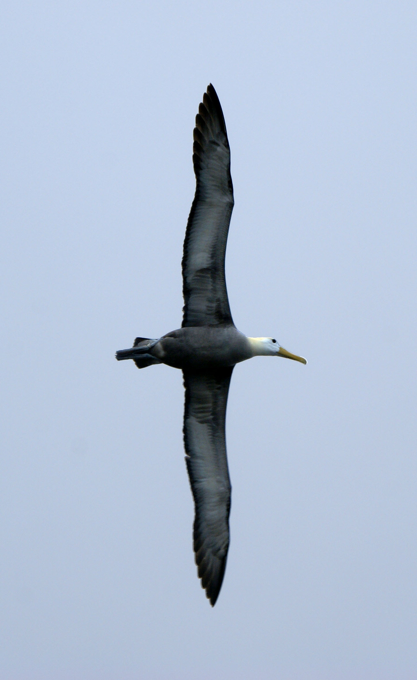 Pozoruhodná podoba - albatros galapážský (Phoebastria irrorata).  Středně velký albatros  s rozpětím křídel 220–250 cm. Hravě překonává tisícikilometrové vzdálenosti. V době hnízdění létá pro krmení 
