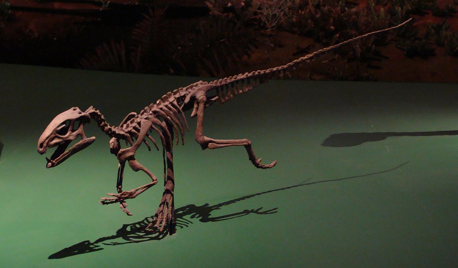 Rekonstruovaná kostra nejstaršího známého ptakopánvého dinosaura – kontroverzního druhu Pisanosaurus mertii. Tento malý, jen asi 1 metr dlouhý a několik kilogramů vážící býložravec obýval oblast dnešní Argentiny v době před 229 miliony let. Představu