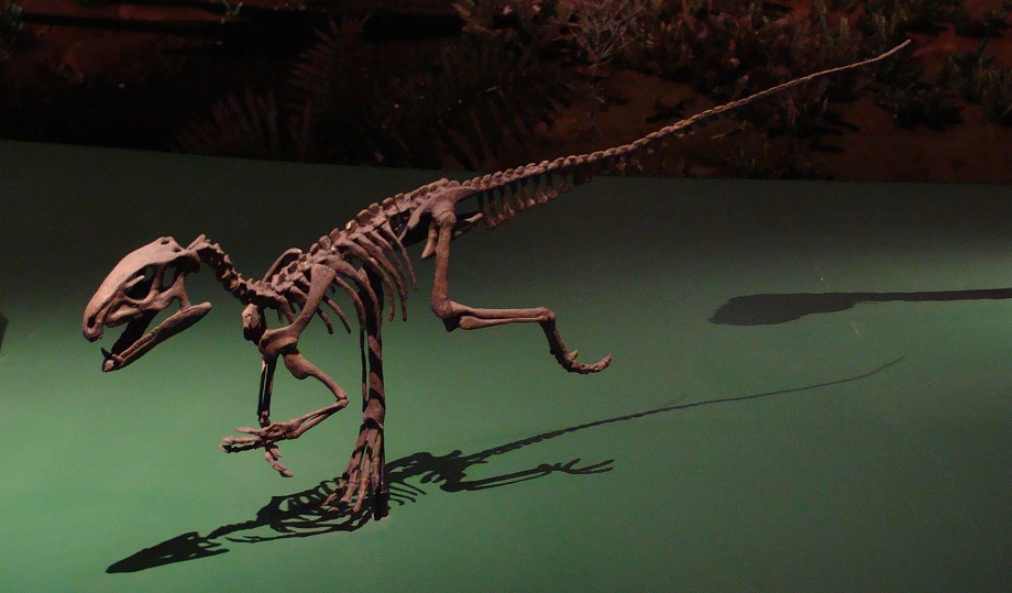 Rekonstruovaná kostra nejstaršího známého ptakopánvého dinosaura – kontroverzního druhu Pisanosaurus mertii. Tento malý, jen asi 1 metr dlouhý a několik kilogramů vážící býložravec obýval oblast dnešní Argentiny v době před 229 miliony let. Představu