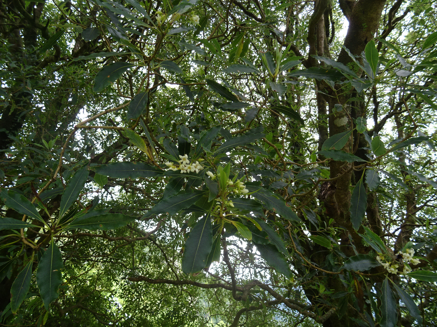 Slizoplod (Pittosporum undulatum) na Azorských ostrovoch, ostrov Sa? Miguel, 25.6.2022. Kredit: M. Smatana