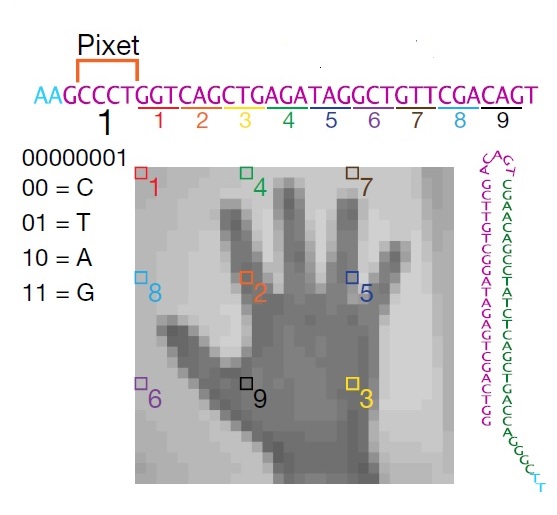 Ukázka převádění charakteristiky pixelů z obrázku do pixetů a tripletů oligonukleotidů – morzeovky používané živou přírodou.  (Kredit: Shipman a kol., Harvard Univ. 2017)