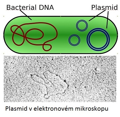 Bakteriální buňka má chromozom a kromě něj část své DNA ještě ve formě plazmidů. Plazmidy (pro dbajících tradice ctít název objevitele: „plasmidy), jsou kratičké kruhové molekuly DNA schopné nést informaci pro tvorbu enzymů štěpících antibiotika. Jed