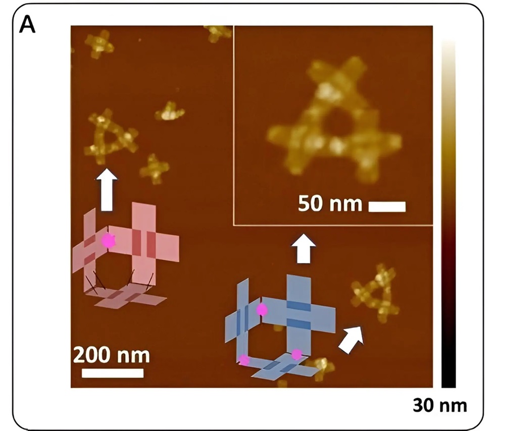 DNA nanorobot. Kredit: Feng Zhou.