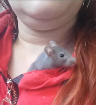 „Chechotat“ se údajně umí i hlodavci když je lechtáme na bříšku. Jen ten jejich způsob smíchu  neuslyšíme. Vydávané zvuky jsou v pásmu našim uším převážně zapovězeném. Zdroj obrázku: chlupata.mama