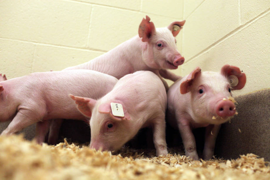 Skupinka geneticky modifikovanĂ˝ch selat (kĹ™Ă­Ĺľenci americkĂ©ho yorkshira s plemenem landrace), kteĹ™Ă­ nikdy syndromem PRRS trpÄ›t nebudou. MajĂ­ knokautovanĂ˝ gen pro molekulu proteinu  CD 163. (Kredit: Mizzou News Bureau)