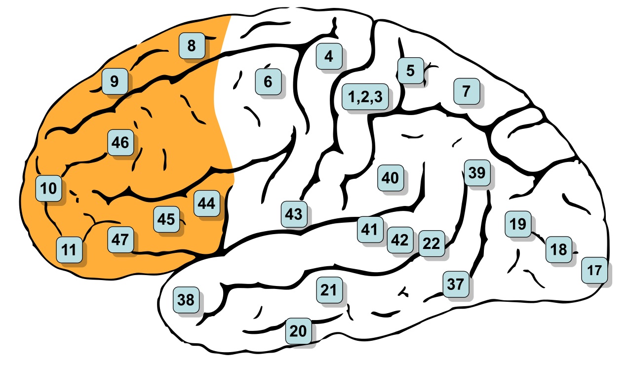 Pracovní paměť, od níž se fluidní inteligence odvíjí, má sídlo v prefrontální kůře (žlutě).