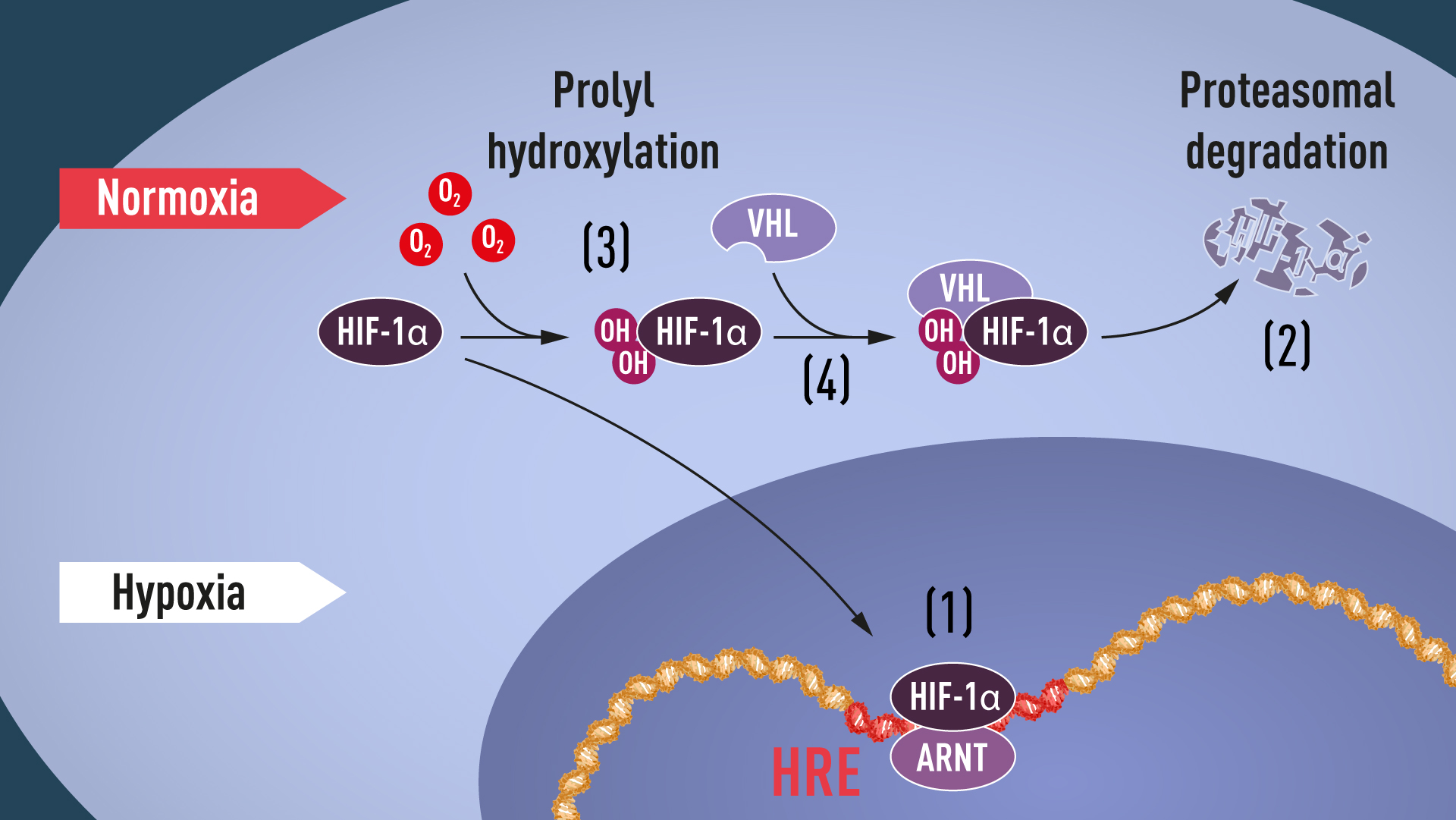Pri normálnej hladine kyslíka (normoxia) je HIF-1? proteín rýchlo eliminovaný. Pri jeho nedostatku (hypoxia) sa hromadí, vstupuje do jadra obličkovej bunky a zapína gén pre tvorbu erytropoetínu, ktorý zvyšuje produkciu prenášačov kyslíka - červených 