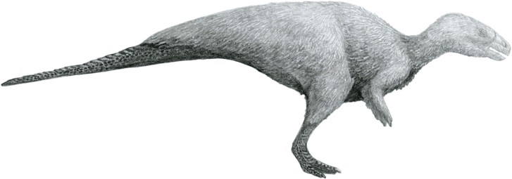 Přibližná podoba relativně blízce příbuzného druhu Rhabdodon priscus. Tento druh byl popsán již roku 1869 z území Francie, další druh R. septimanicus byl formálně popsán roku 1991. Tito menší až středně velcí ornitopodi se vyskytovali na území dnešní