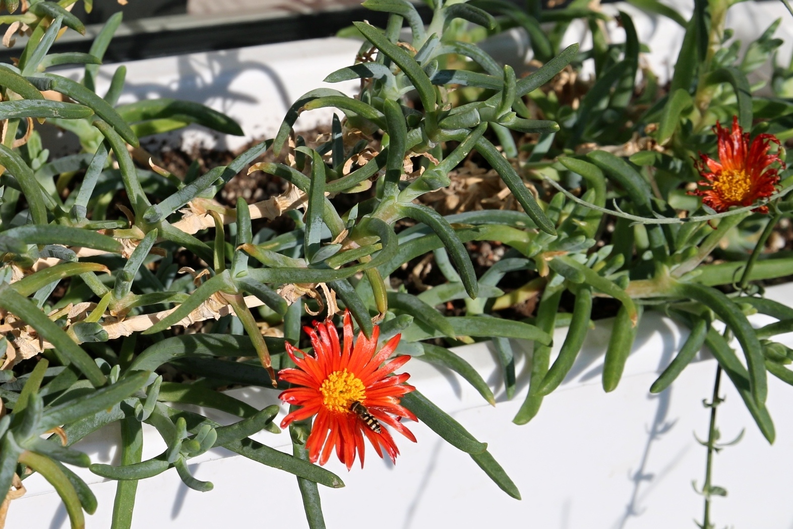 Vzájemnost jižanského sukulentu a české vosičky. Kredit: autor článku.