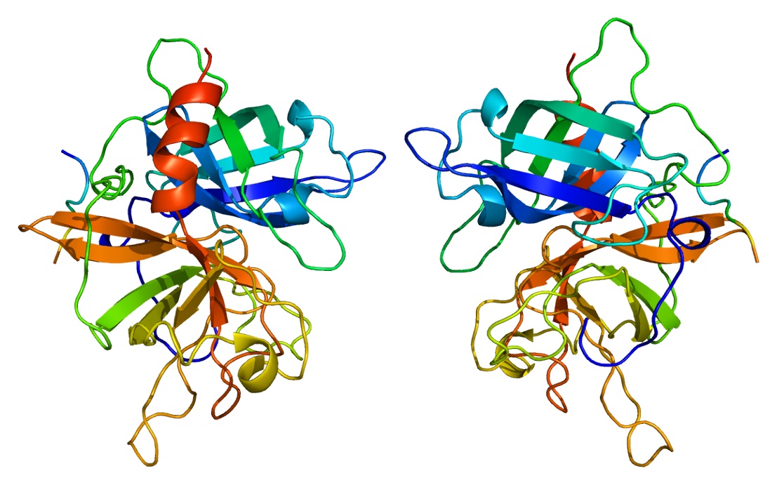 Protein PLAT - aktivátor plasminogenu. Kredit: Emw, Wikipedia, CC BY-SA 3.0.