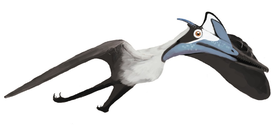 Moderní představa o vzezření druhu Pterodactylus antiquus. Největší dosud objevený jedinec, označovaný BMMS 7, byl pravděpodobně vybaven výrazným lebečním hřebínkem z měkké tkáně. O těchto delikátních anatomických strukturách však v době barona Cuvie