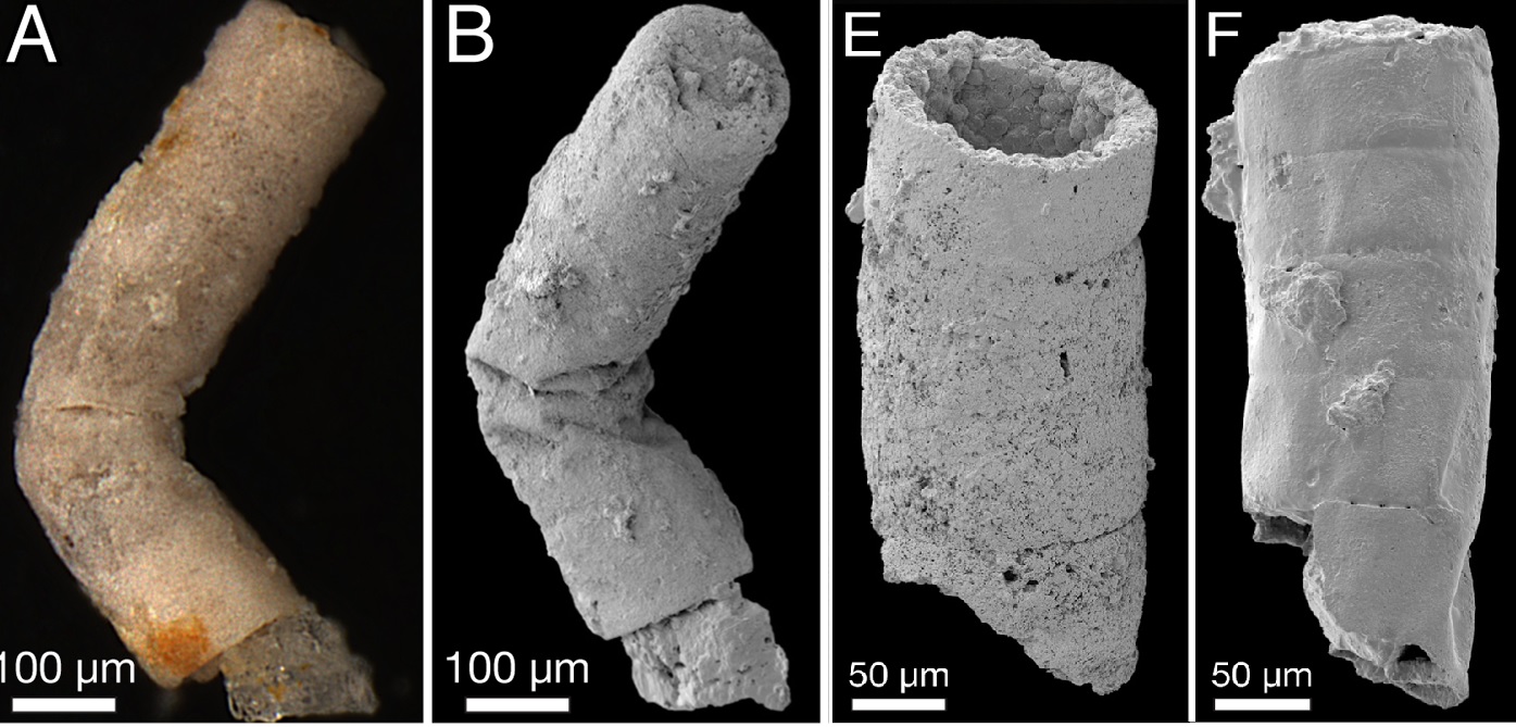 Tak vypadá v elektronovém mikroskopu bangii podobná indická pra-řasa, které se dostalo názvu Rafatazmia. Pojmenována byla podle indického paleontologa Rafat Azmi, jehož paleontologické nálezy byly dlouho neprávem znevažovány.  (Kredit: Sallstedt et a