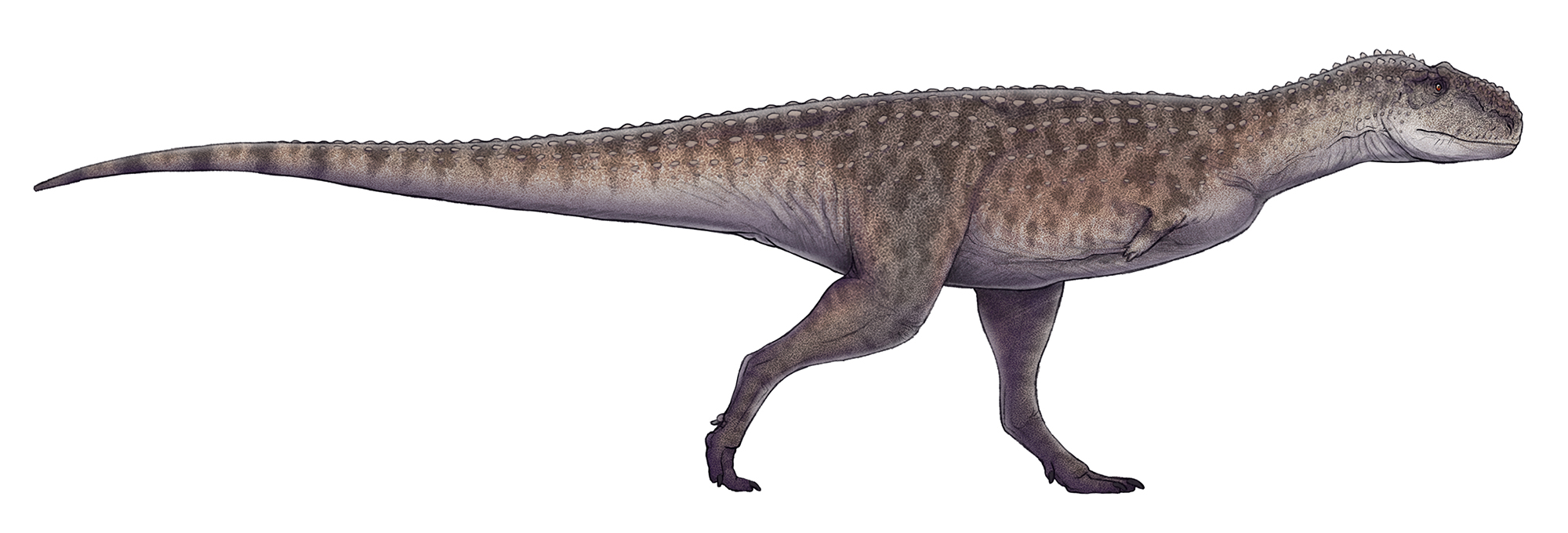 Rekonstrukce přibližného vzezření abelisaurida druhu Rajasaurus narmadensis, žijícího na území současné západní Indie v období nejpozdnější křídy, zhruba před 70 až 66 miliony let. Tento asi 6,6 metru dlouhý dravec mohl být jedním z dominantních pred