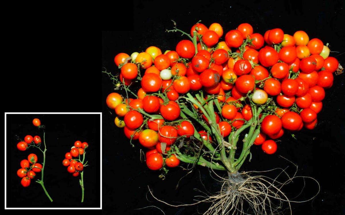 Upravené rajče trojitou mutací (kredit:Cold Spring Harbor Laboratory).