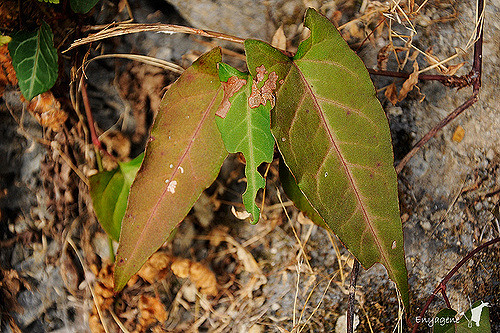 Rdesno mnohokvÄ›tĂ© je jedna z tÄ›ch ÄŤĂ­nskĂ˝ch lĂ©ÄŤivek po kterĂ© selhĂˇvajĂ­ jĂˇtra nejÄŤastÄ›ji. Kredit: Wei-Chun, Polygonum multiflorum CC BY-NC-ND 2.0