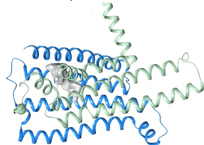 Receptor hořké chuti TAS2R2 byl dlouho mylně považován převážně za nefunkční pseudogen. (Zdroj: Tatjana Lang, NIH).