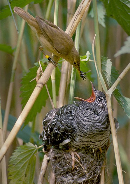 Rákosník obecný se stará o nezvaného hosta. ( Autor: Per Harald Olsen – Vlastní dílo, CC BY-SA 3.0, https://commons.wikimedia.org/w/index.php?curid=1887345 )