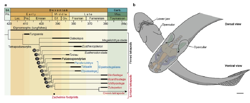 Vývojový kladogram devonských tetrapodomorfů a s vyznačením místa druhu Palaeospondylus gunni (vlevo). Nákres hlavy Palaeospondyla na základě analýz (vpravo). Opercular = skřele. Kredit: RIKEN