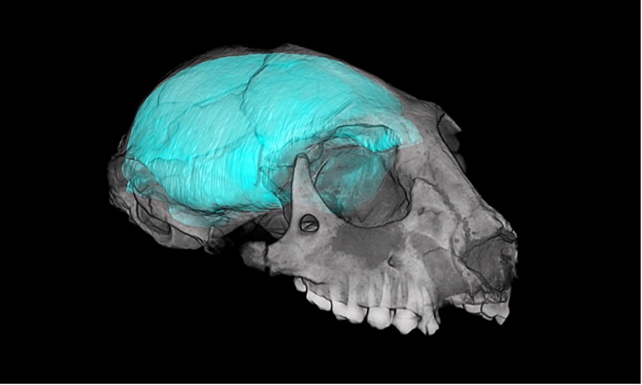 Virtuální odlitek mozkovny vyhynulého parapitéka Simonsius grangeri. Kredit: Kay et al./MorphoSource.