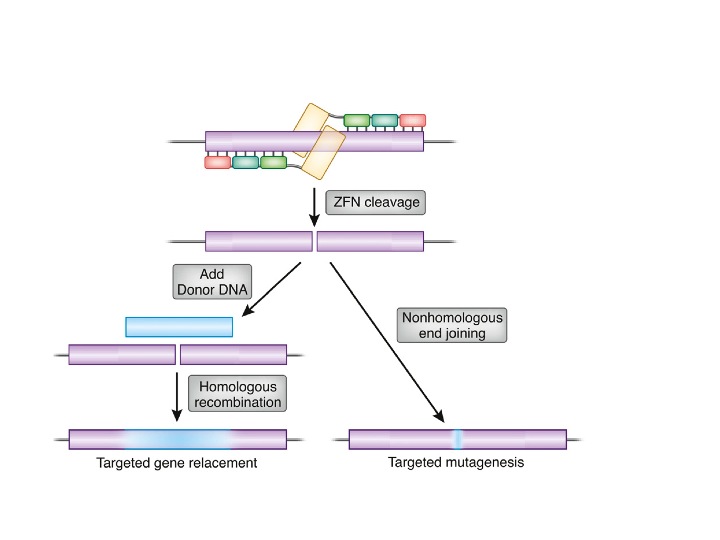 Editace DNA dvěma zinkovými prsty. Kredit: Dana Carroll / Wikimedia Commons.