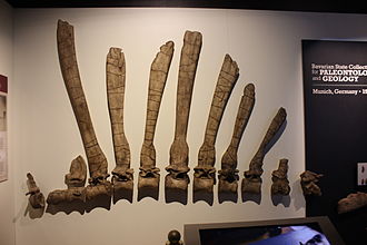 Rekonstrukce fosilií holotypu spinosaura v podobě, v jaké je objevil Markgraf a později zkoumal Stromer. Výrazné jsou zejména extrémně prodloužené výběžky obratlů, tvořící zaživa mohutný „hřeben“ na hřbetě dinosaura. Původní fosilie byly bohužel zcel