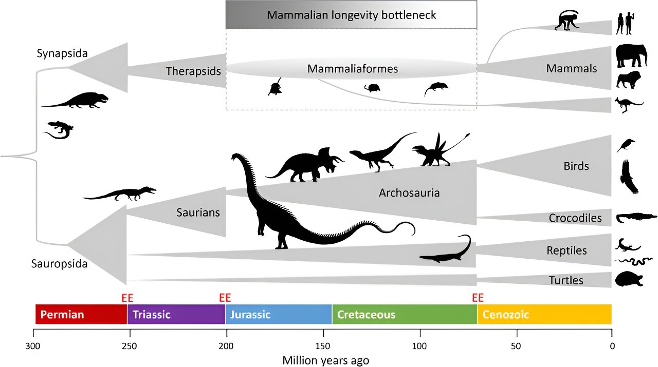 Evoluce savců a Hypotéza Ztráty dlouhověkosti v hrdlu lahve. Kredit: De Magalhaes (2023), BioEssays.