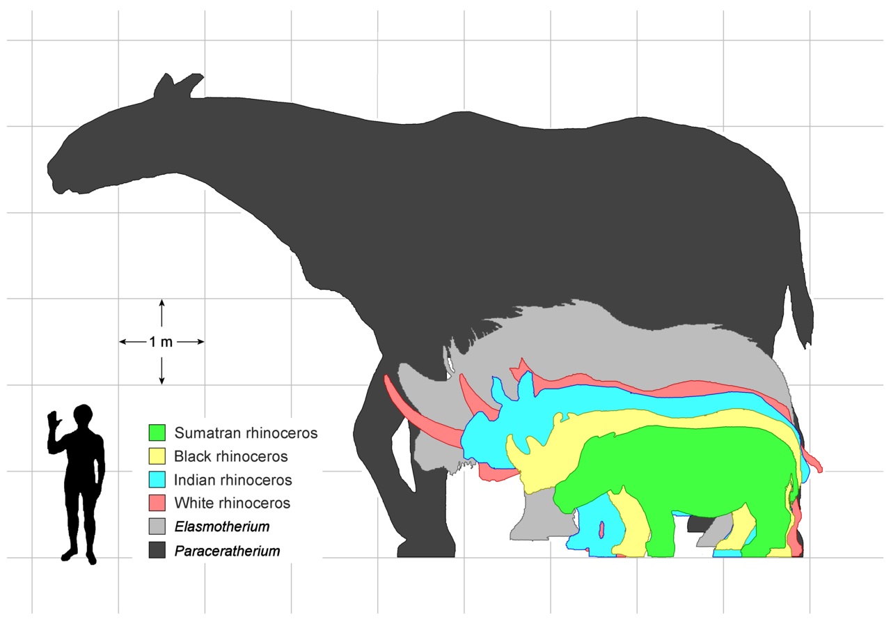 Velikostní srovnání, na kterém vyniknou obří rozměry oligocénního giganta. Při své pětimetrové výšce v kohoutku dokázala paraceratéria spásat listí ve vyšších stromových patrech, mnohem výš, než všichni jejich konkurenti. Při tělesné hmotnosti až kol